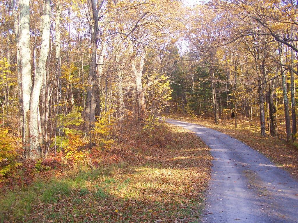 Along Pheasant Truck Trail