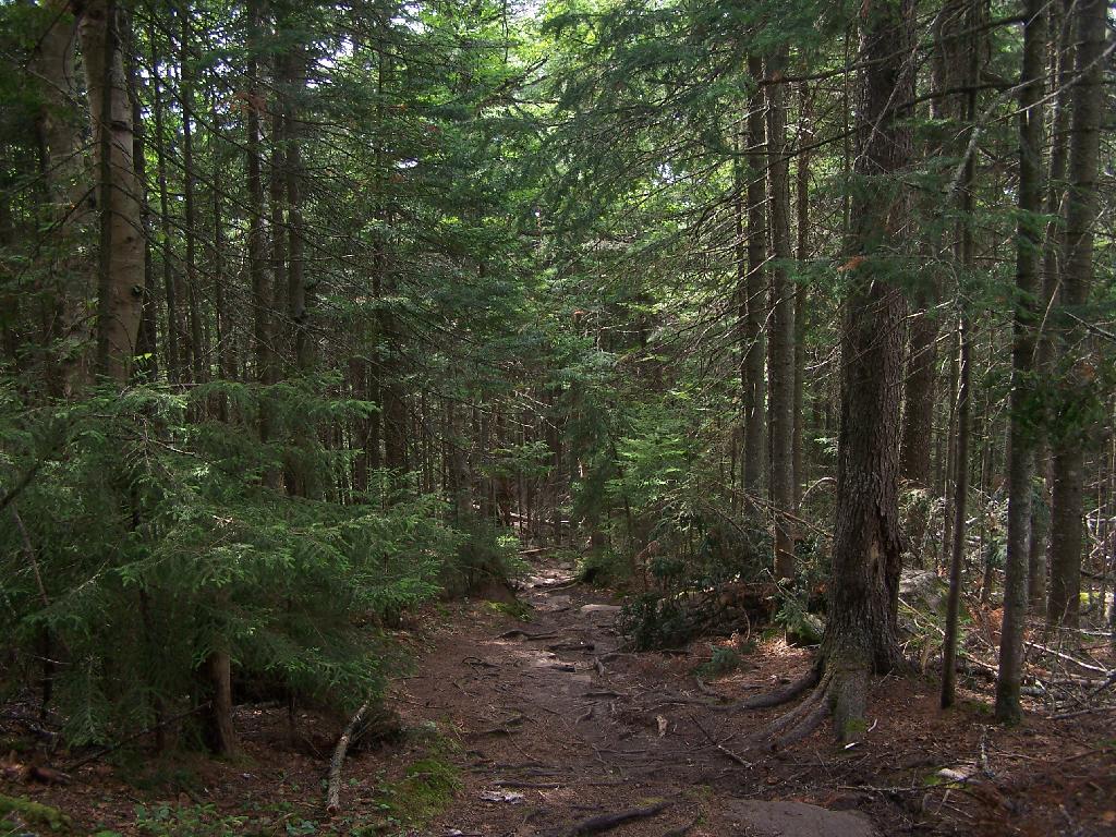 Thick White Pines