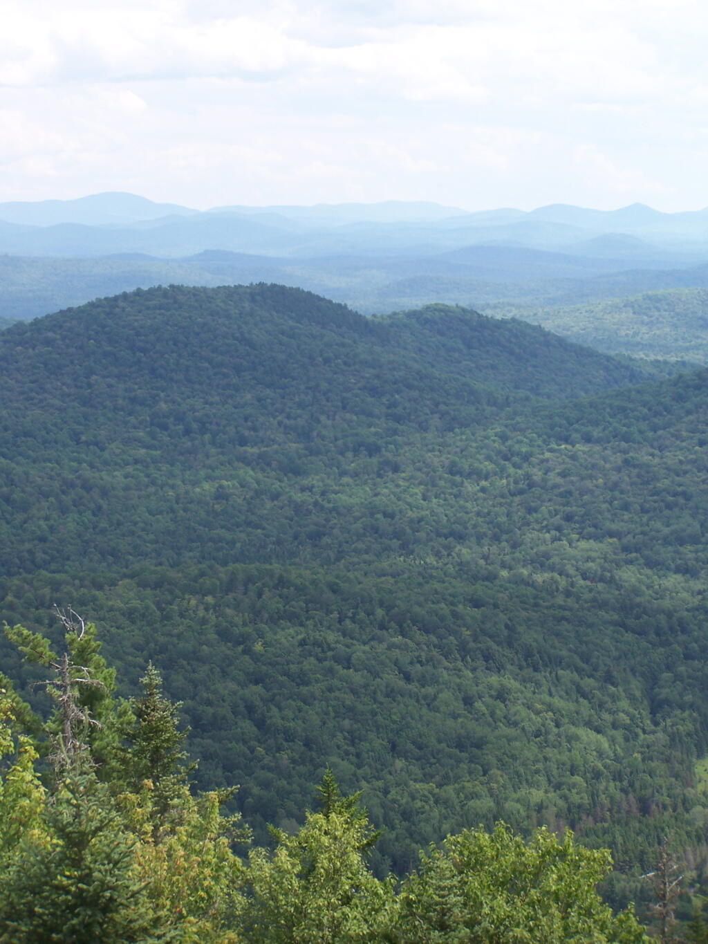 Vanderwhacker Wild Forest