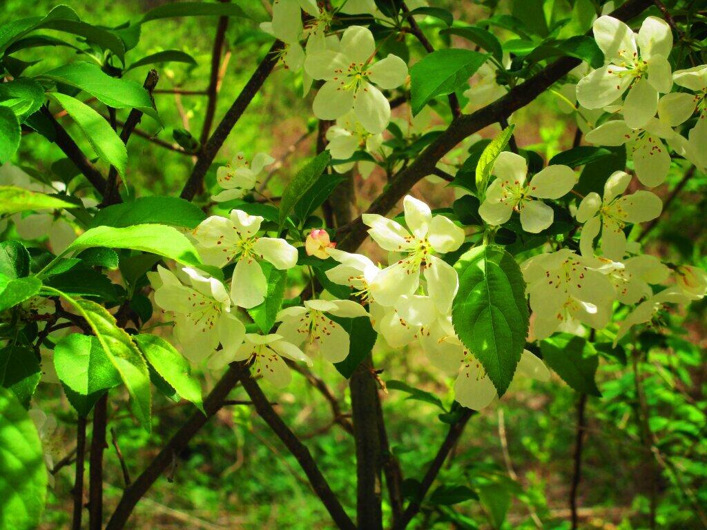 Apple Blossom