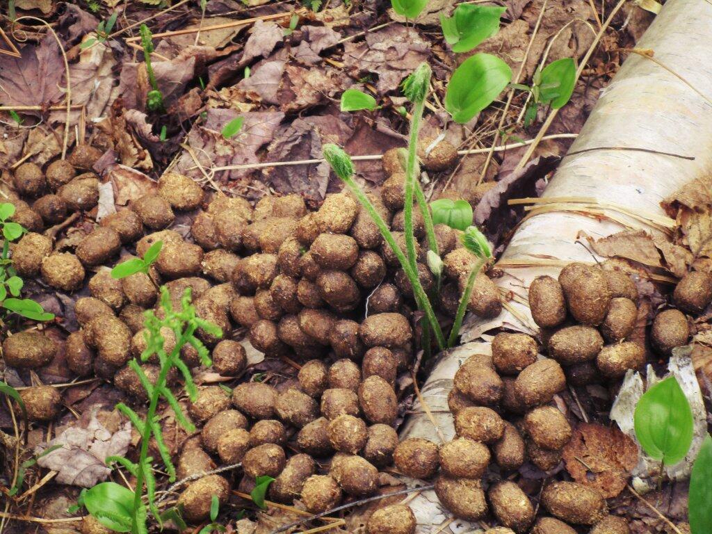  Shit Ton Of Moose Shit On Lye Brook Trail