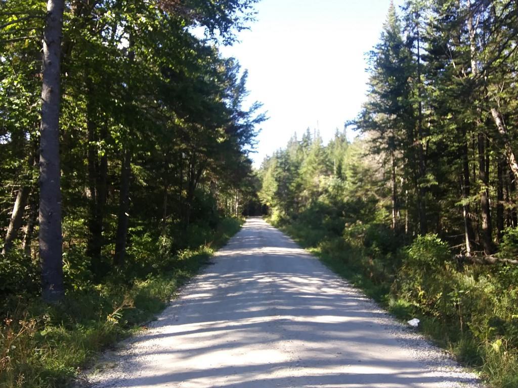 Walking along Forest Road 71 past the Old Growth Spruce 
