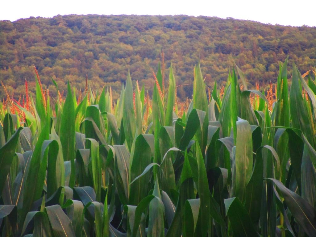 Corn