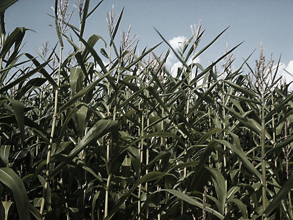 Photo: Corn in Greenville
