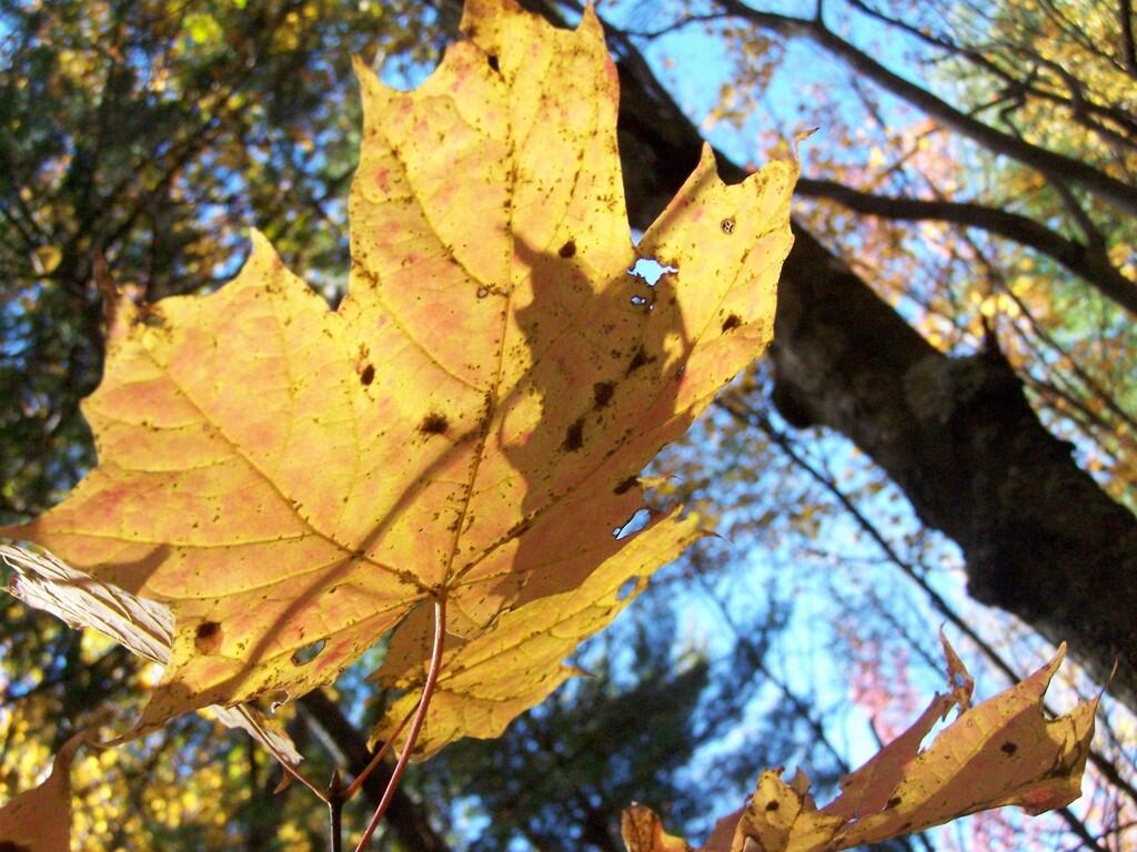 Photo: Fall Leaf