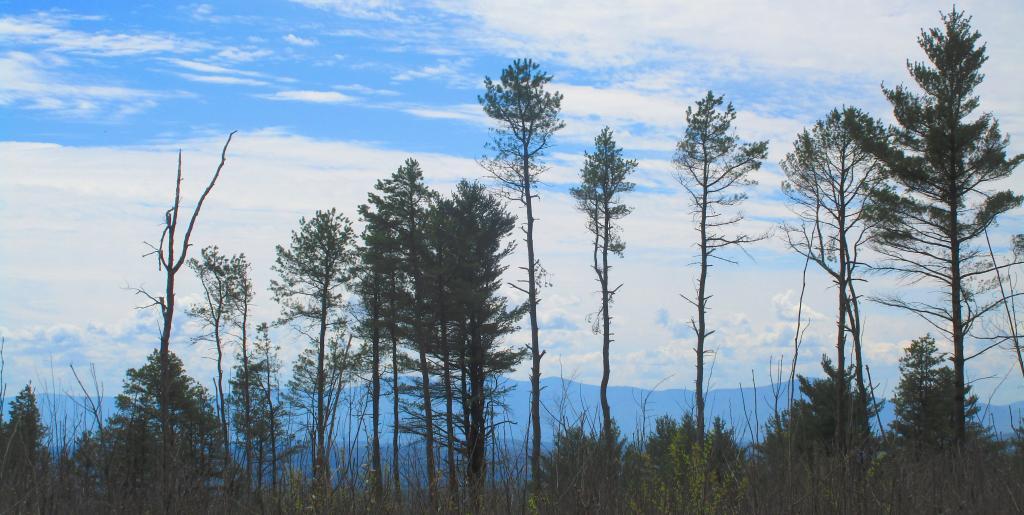 Photo: New Cleared View from Blodgett Hill Photo: New Cleared View from Blodgett Hill
