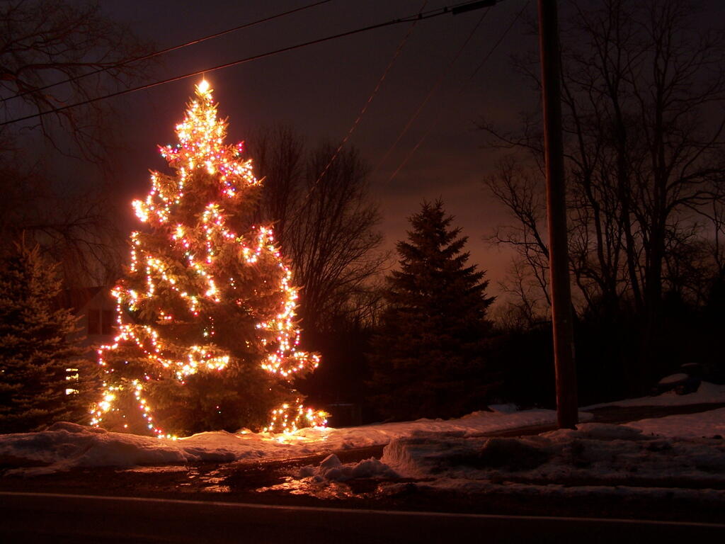 Photo: Last Night for Tree