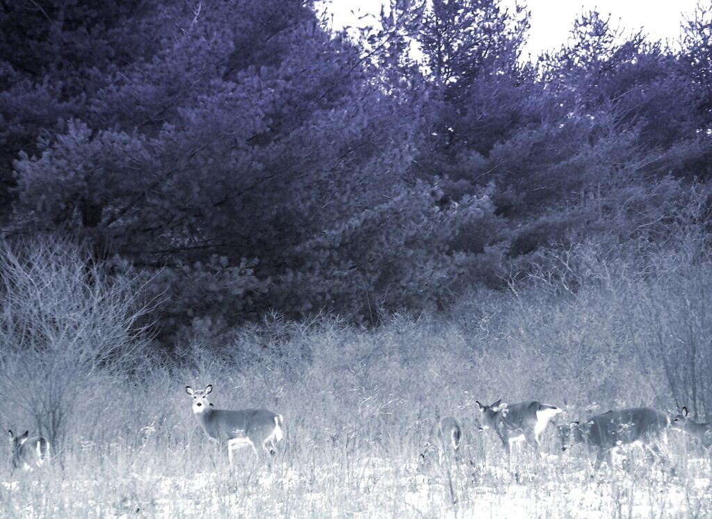 Photo: On Guard