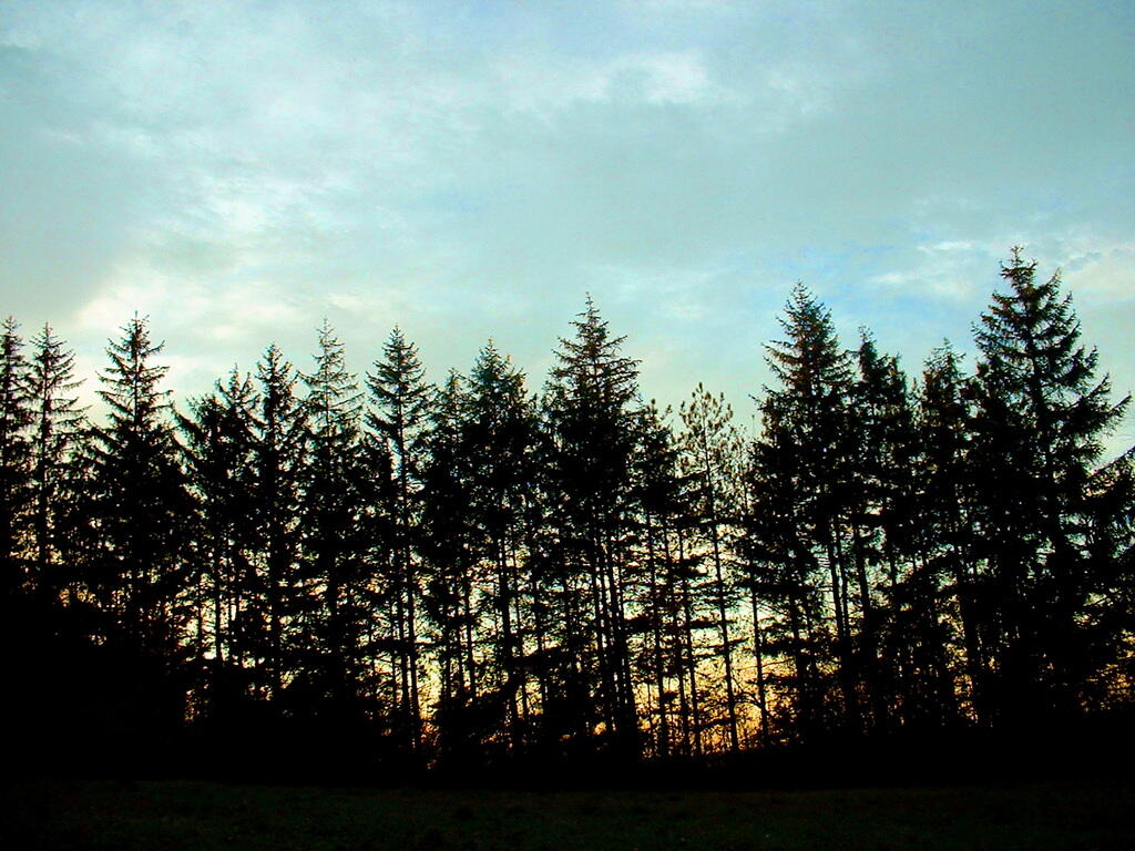 Photo: Sunsets over the Tree Photo: Sunsets over the Tree