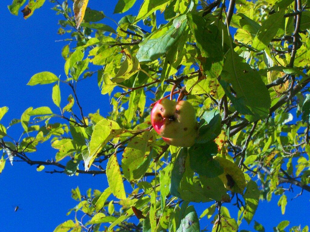 Photo: Apple Photo: Apple