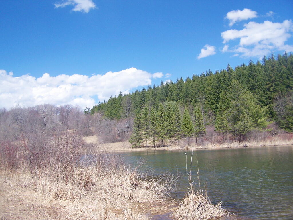 Photo: Beaver Pond