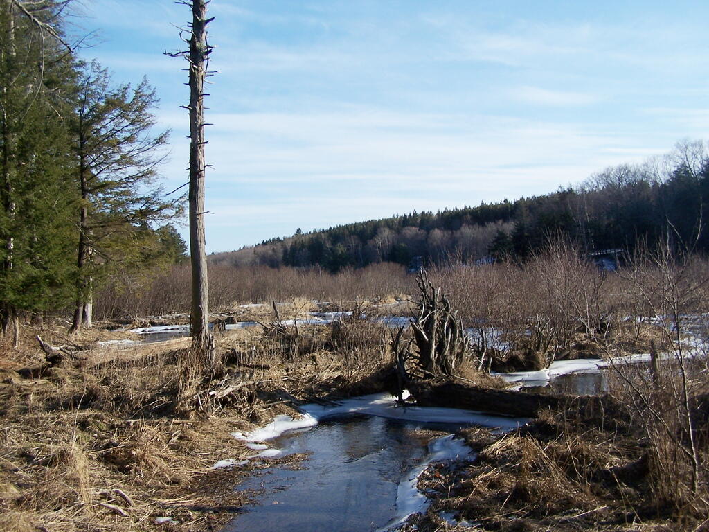 Photo: Tree & Pond at Huyck Preserve