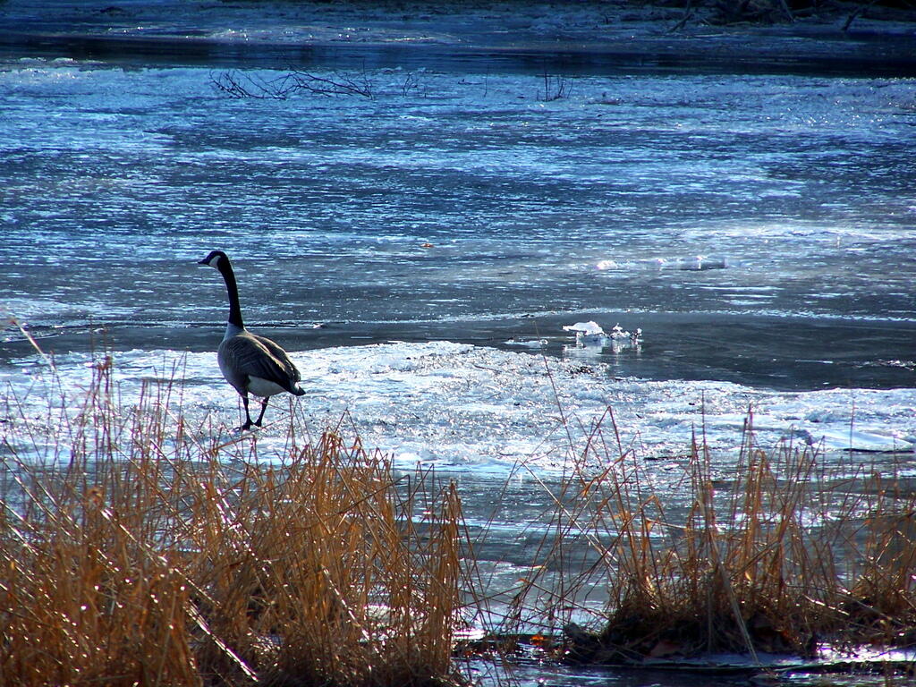 Photo: Goose on Ice