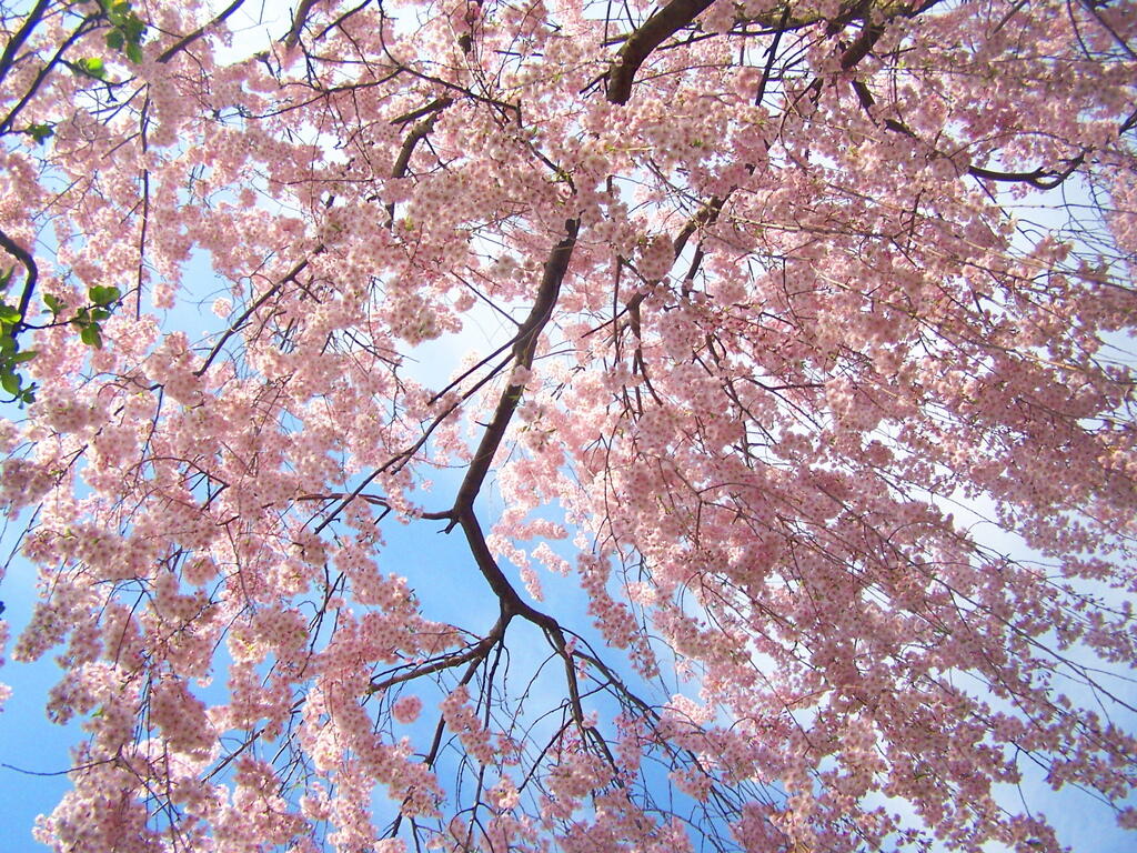 Photo: Dogwood
