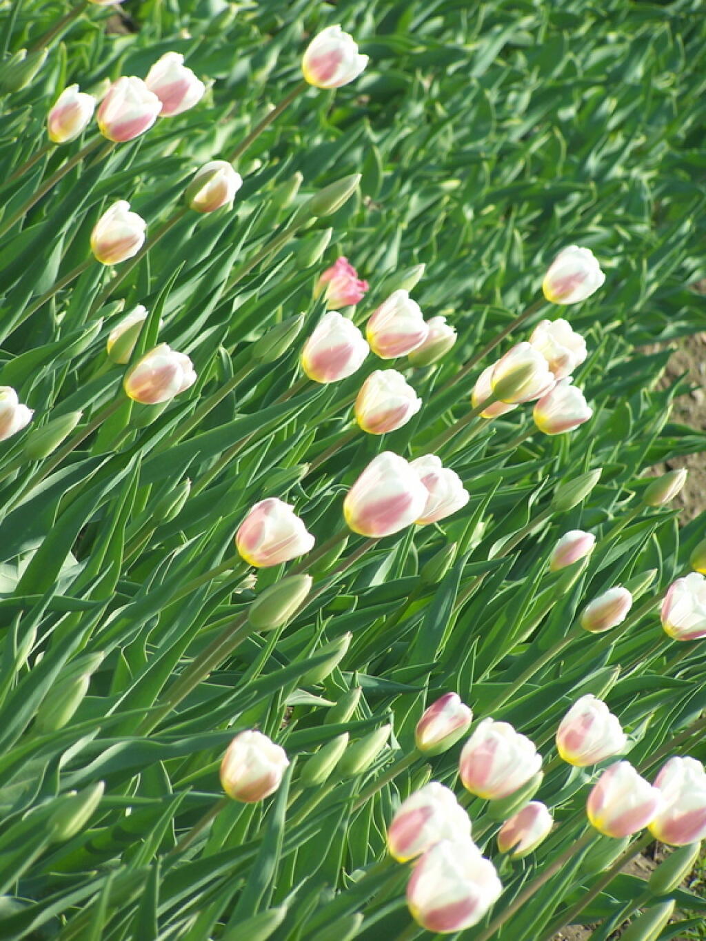 Photo: White
