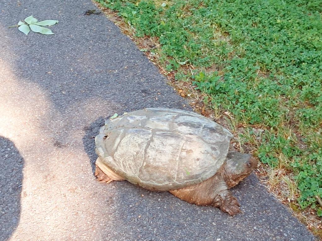 Photo: Big ol snapper [Expires June 22 2026]