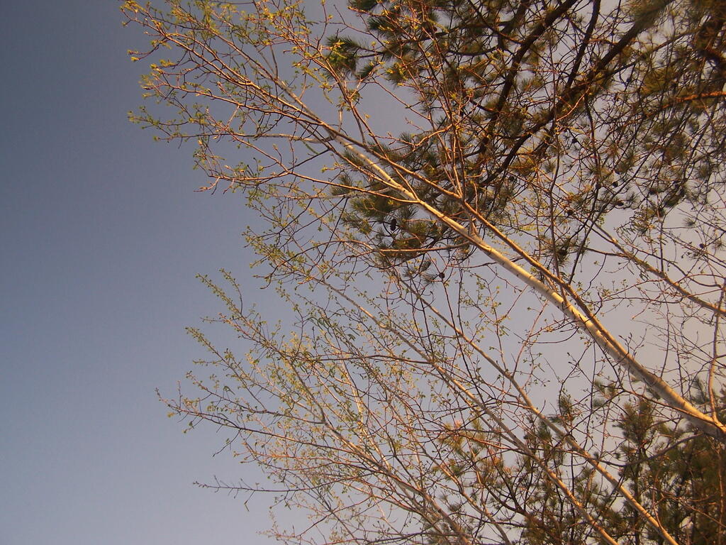 Photo: Leaning Trees