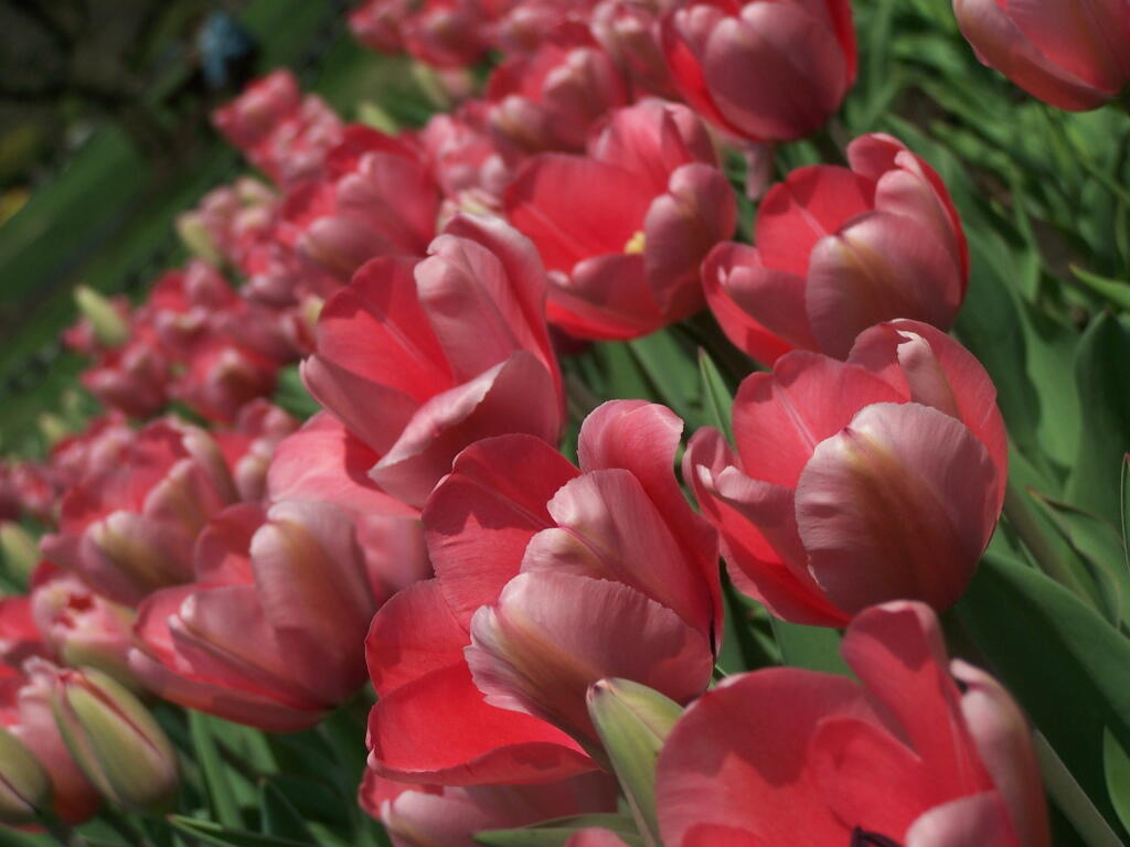 Photo: Red Tulips
