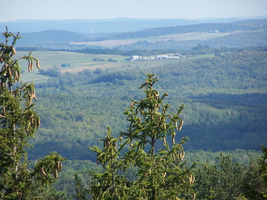 Photo: Farm Through the Trees Photo: Farm Through the Trees