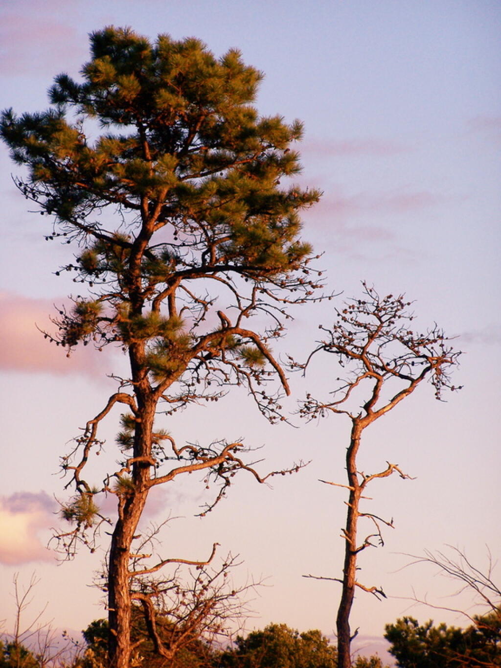 Photo: Shrub Pine