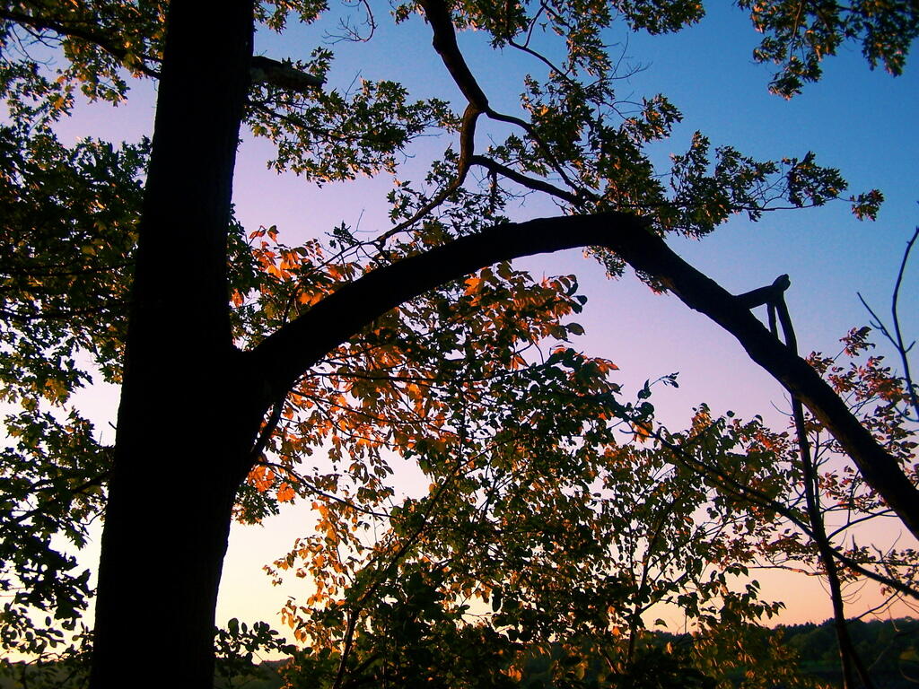 Photo: Tree to Dark