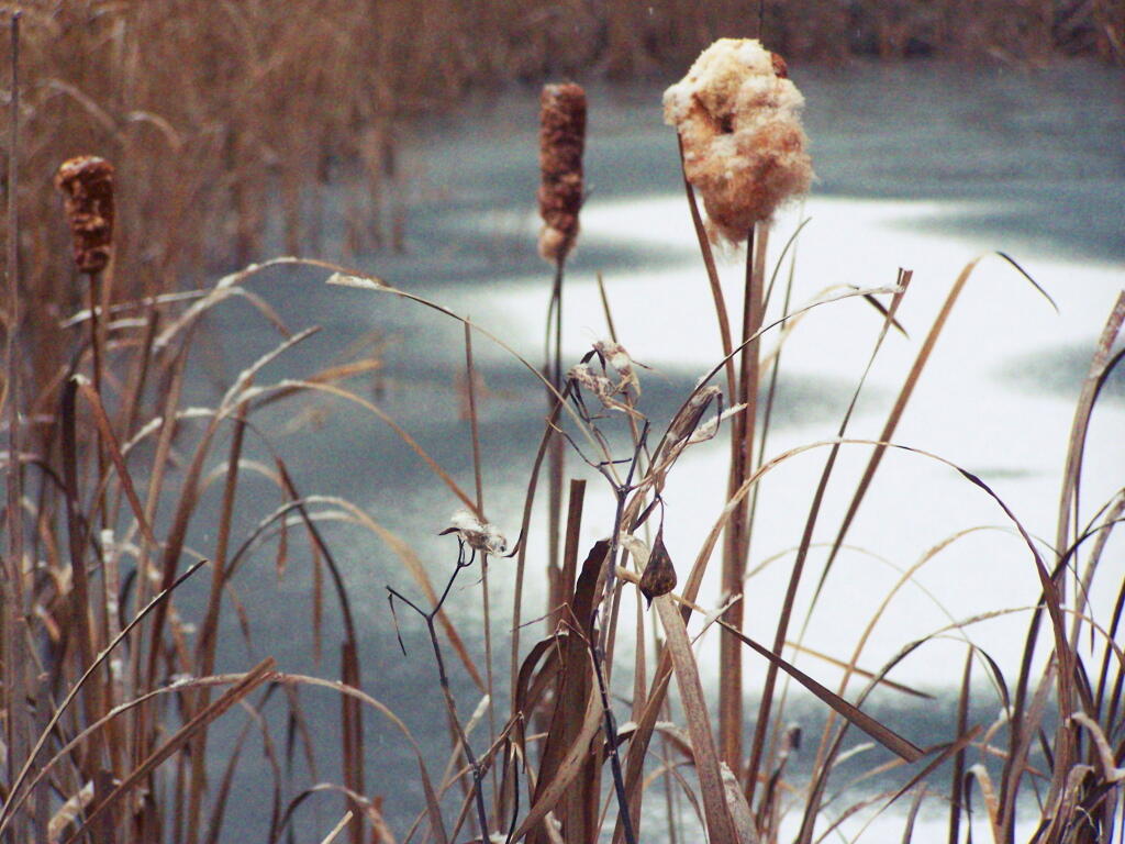 Photo: Cattails