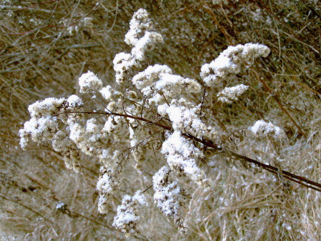 Photo: Goldenrod Photo: Goldenrod