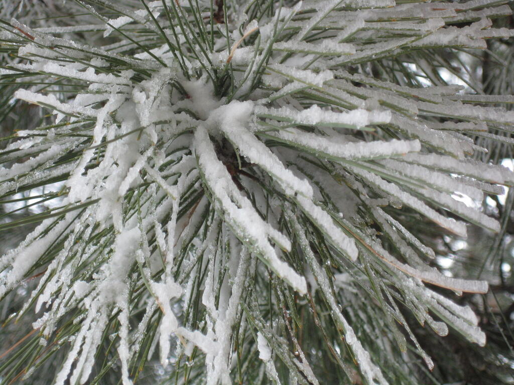 Photo: Ice Covered Tree Photo: Ice Covered Tree