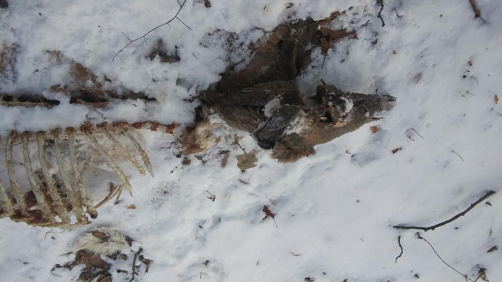 Photo: Stolen backstraps