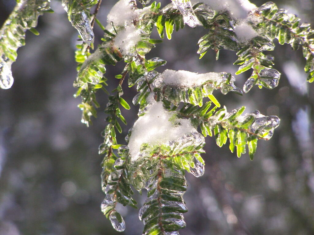 Photo: Ice Pine