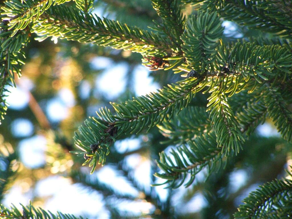 Photo: Branch Light