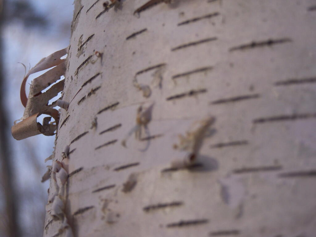 Photo: Birch