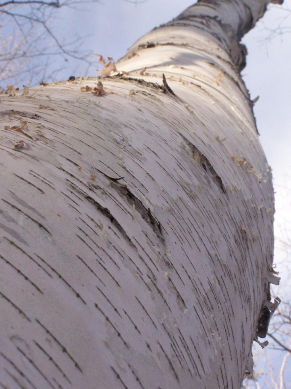Photo: Big Tree