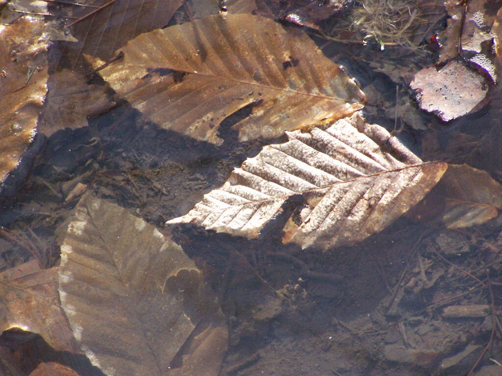 Photo: Wet Leaves