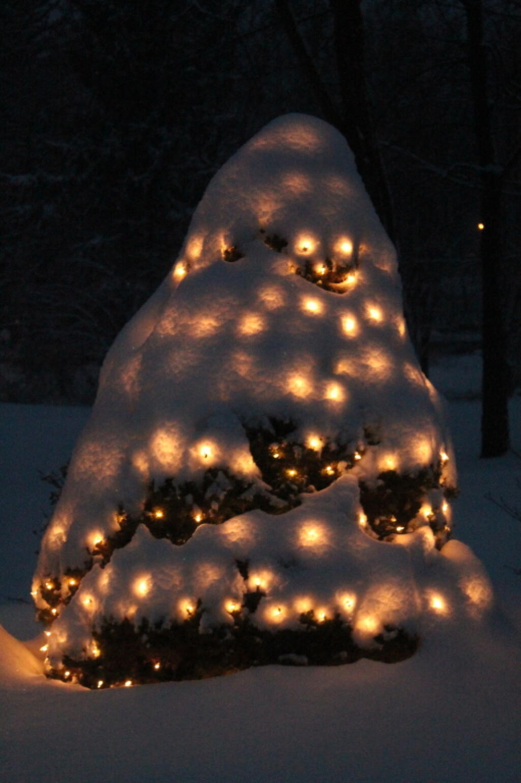 Photo: Snow Covered Tree Photo: Snow Covered Tree