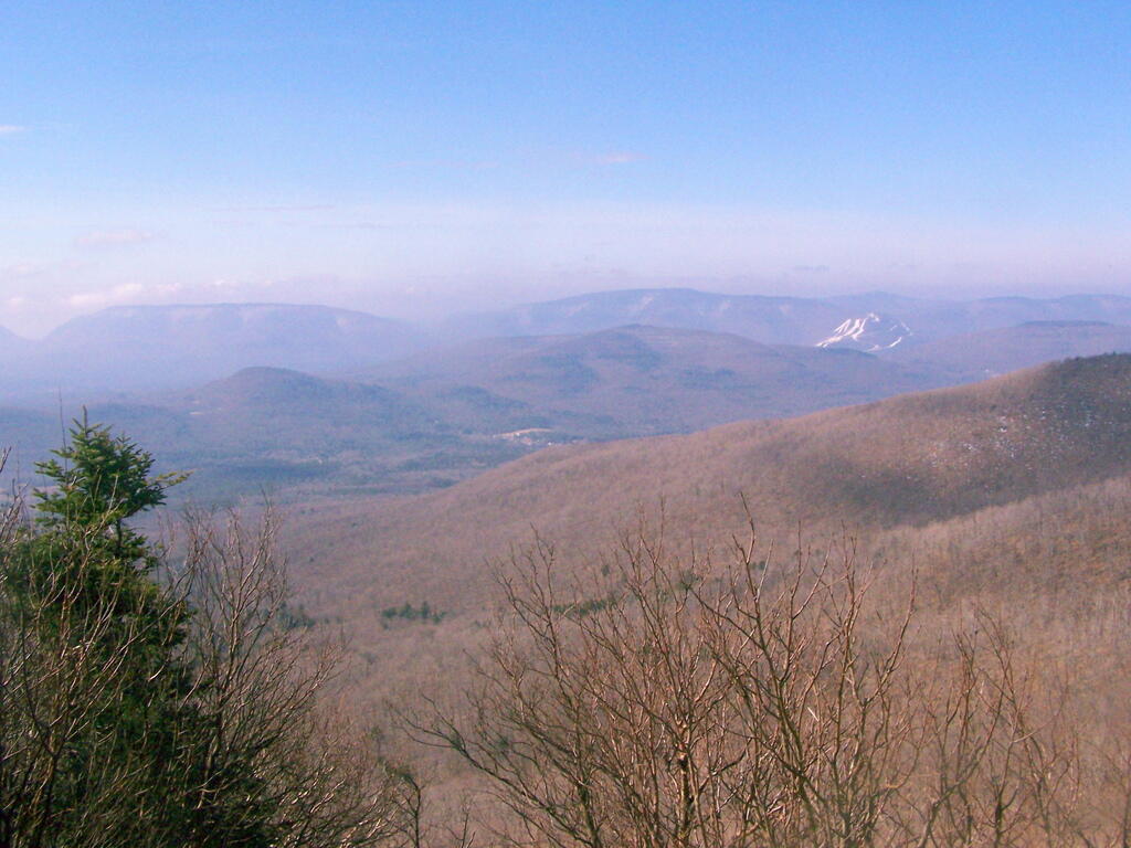 Photo: Tree Mountains