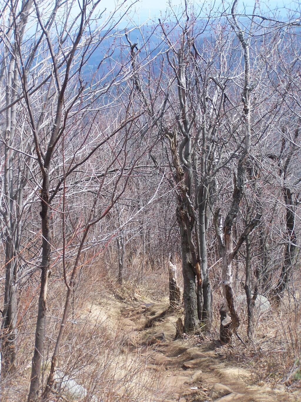Photo: Trail Steepens
