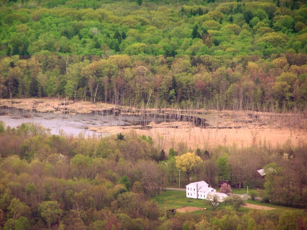 Photo: Swamp and House Photo: Swamp and House