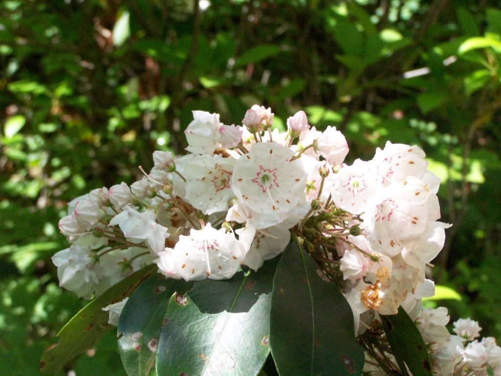 Photo: Flowers