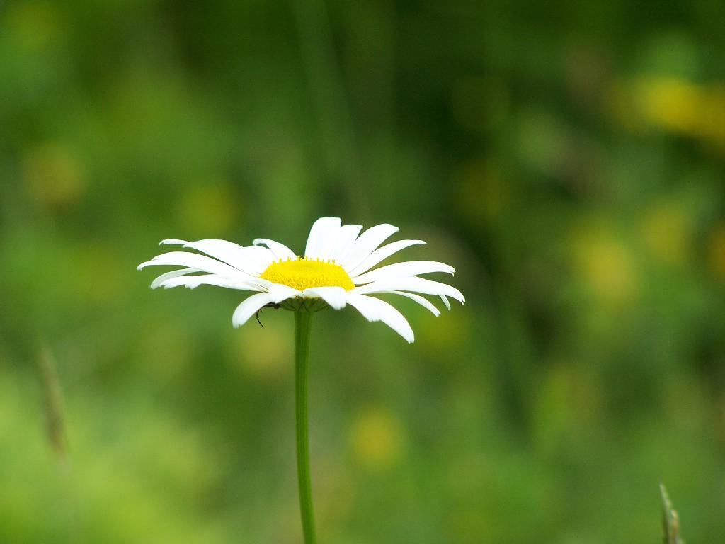 Photo: Daisy