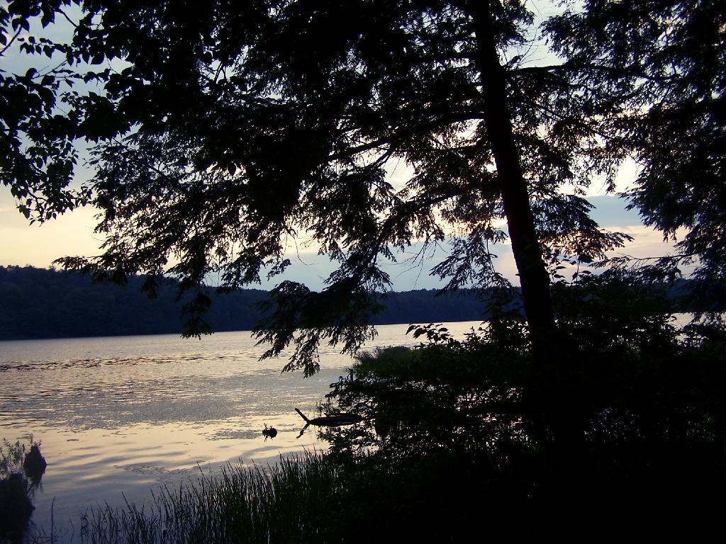 Photo: Tree Photo: Tree