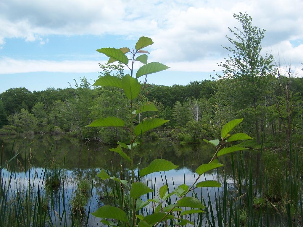 Photo: Pond
