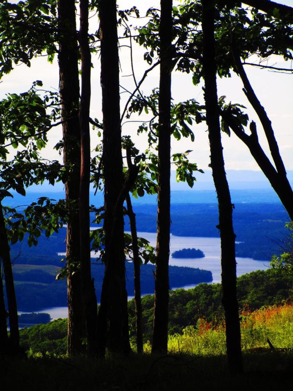 Photo: Through the Trees