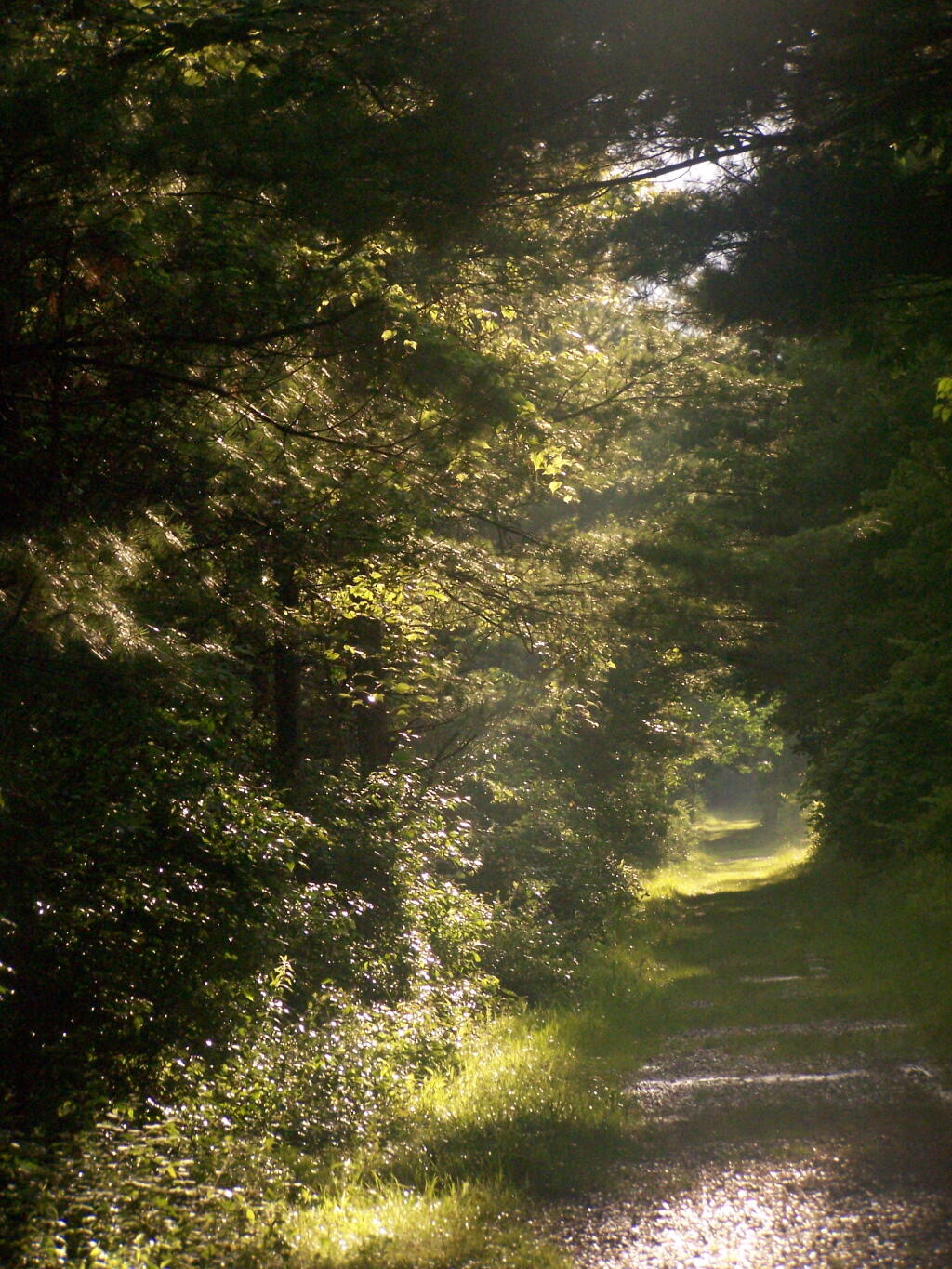 Photo: Hazy Tail