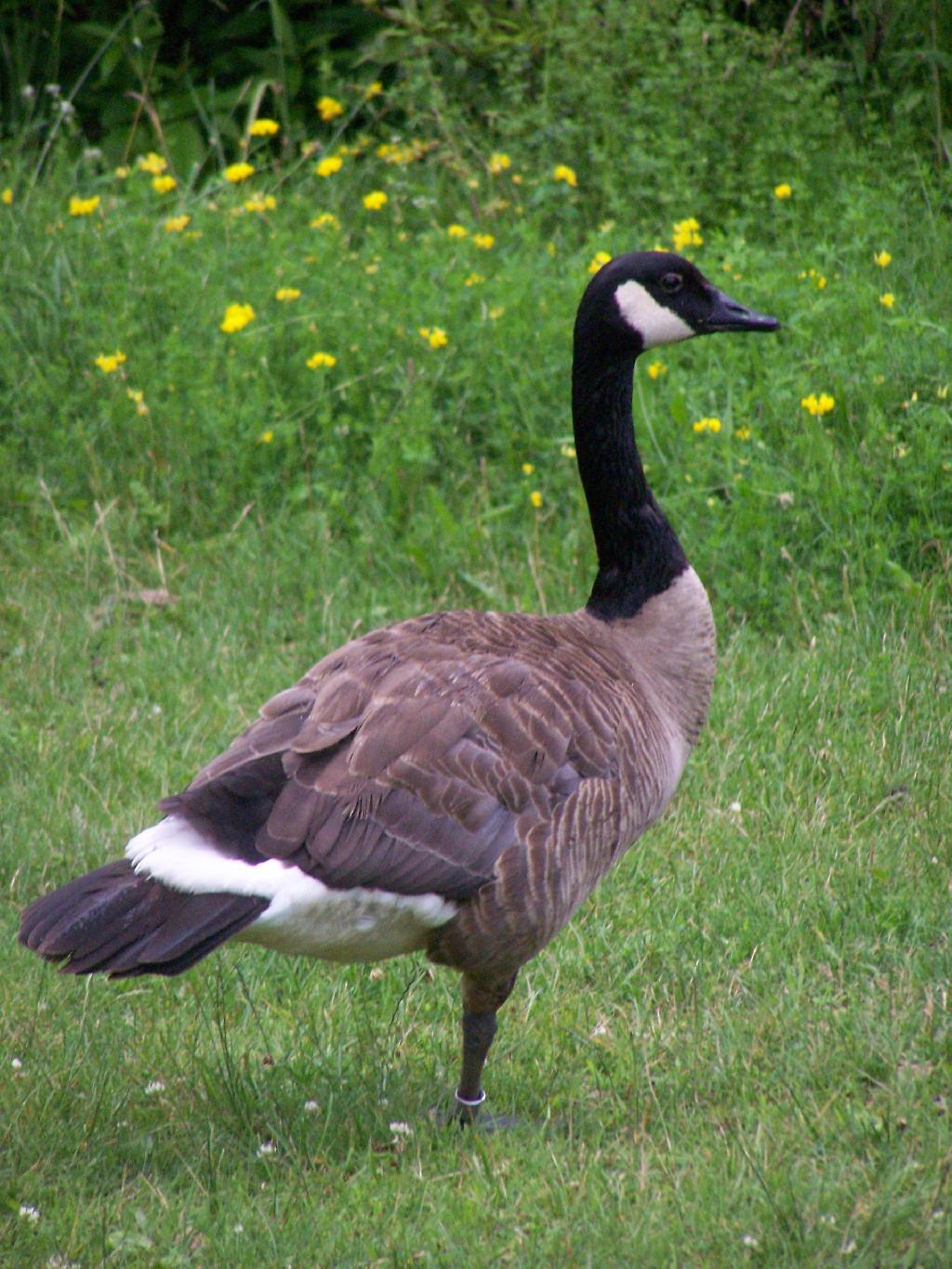 Photo: Guarding