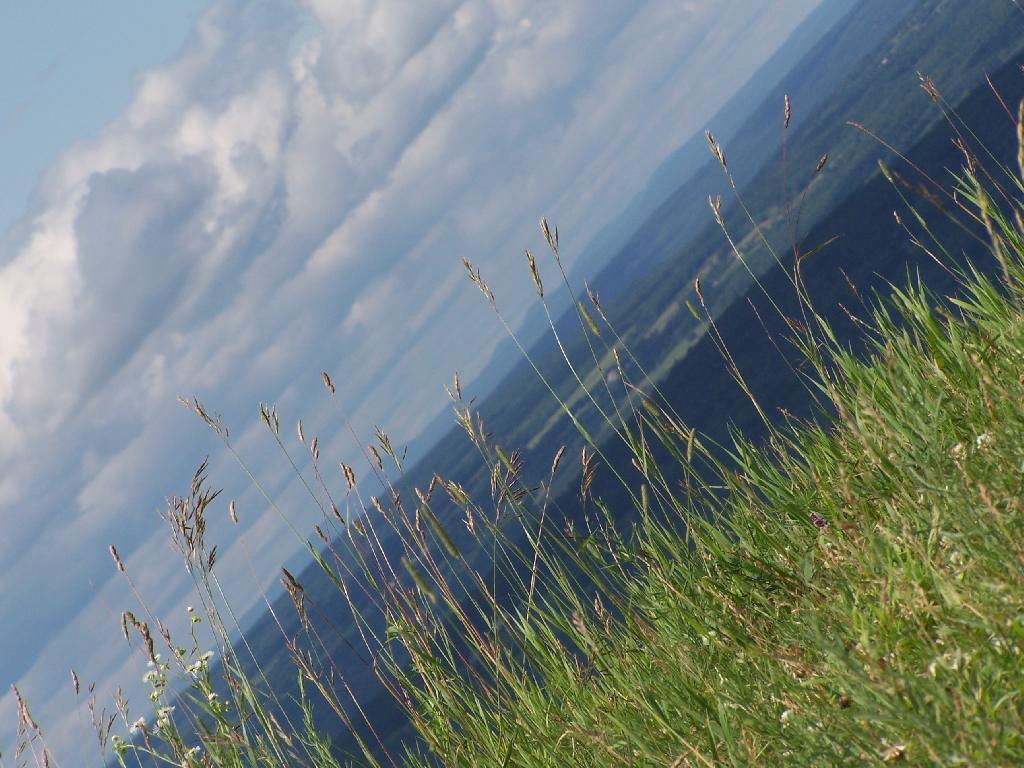 Photo: Hay