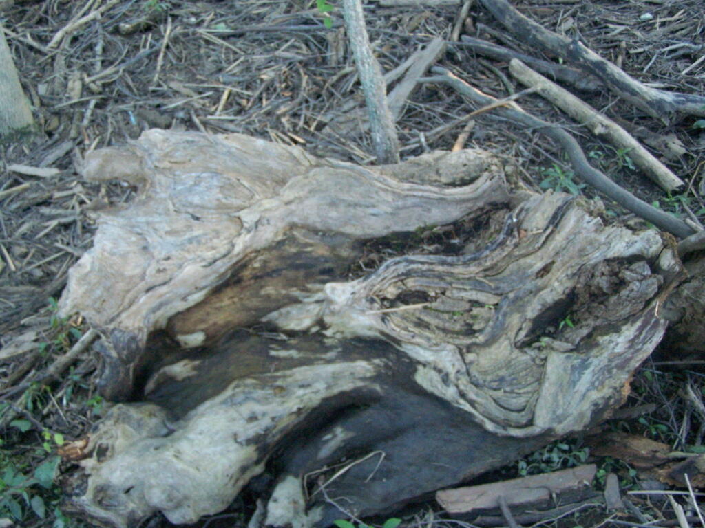 Photo: Driftwood