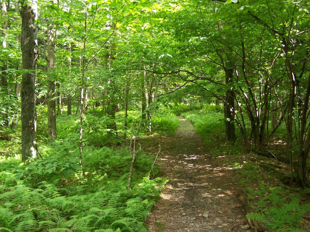 Photo: Nice Easy Walking Photo: Nice Easy Walking