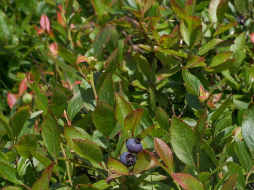 Photo: Blueberries Photo: Blueberries