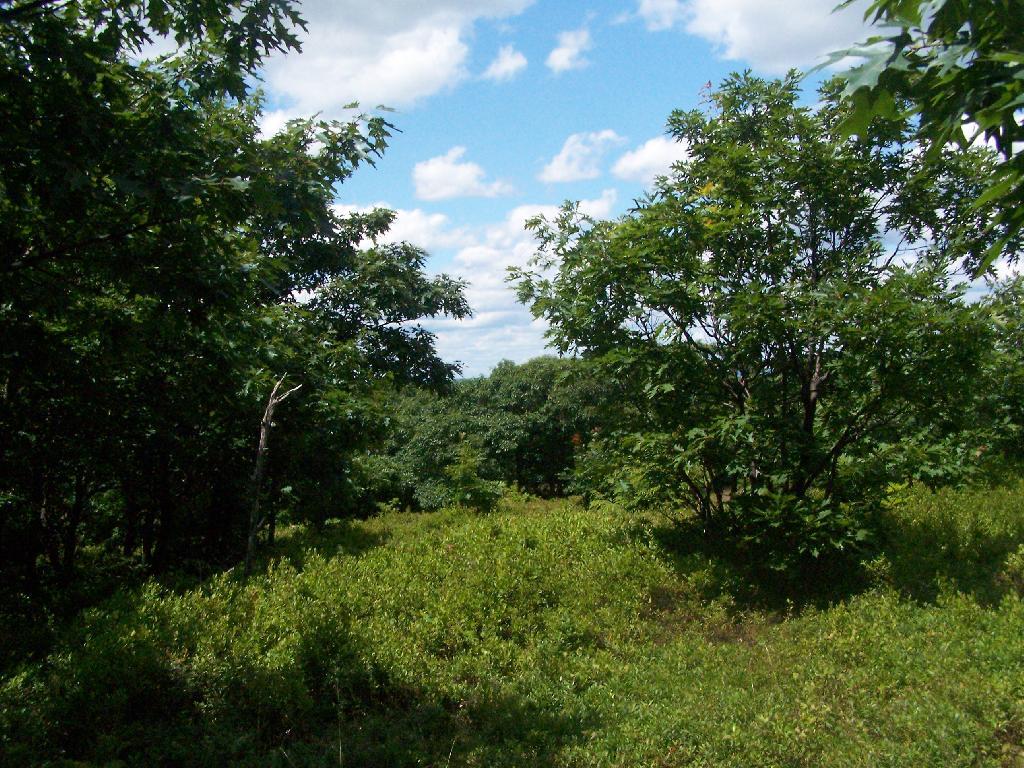 Photo: Fields of Ripe Berries Photo: Fields of Ripe Berries
